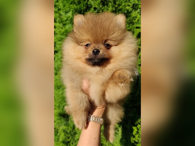 POMERANIAN WELPEN