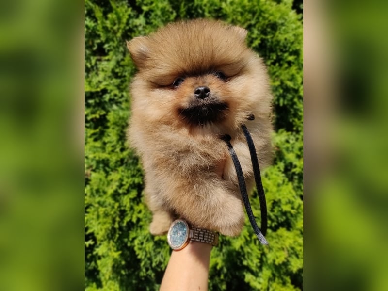 POMERANIAN WELPEN