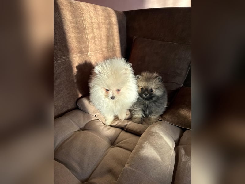 Pomeranian Zwergspitz Welpe