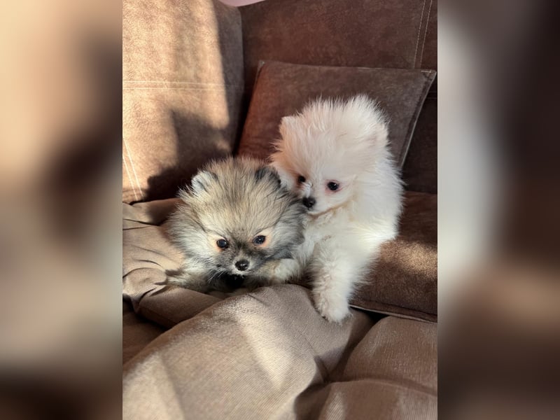 Pomeranian Zwergspitz Welpe
