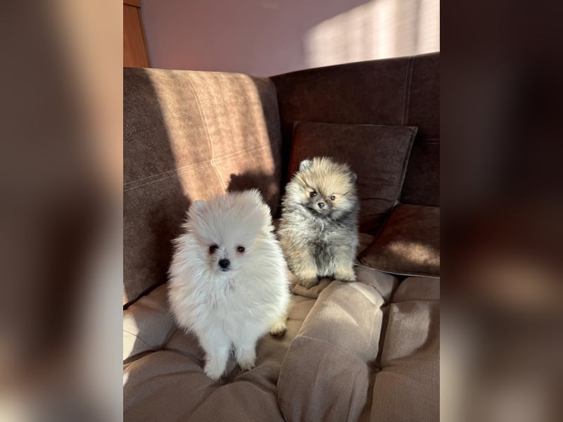 Pomeranian Zwergspitz Welpe