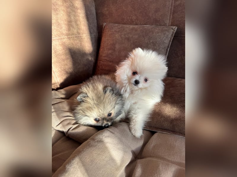 Pomeranian Zwergspitz Welpe