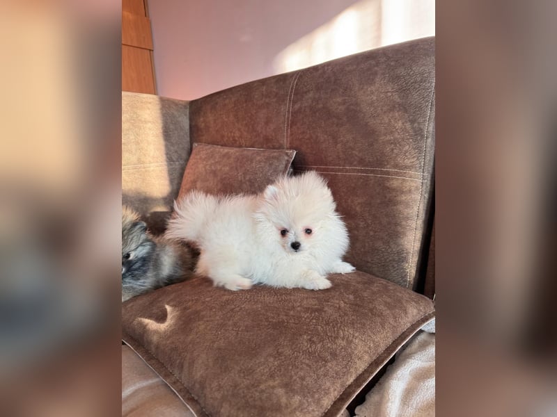 Pomeranian Zwergspitz Welpe