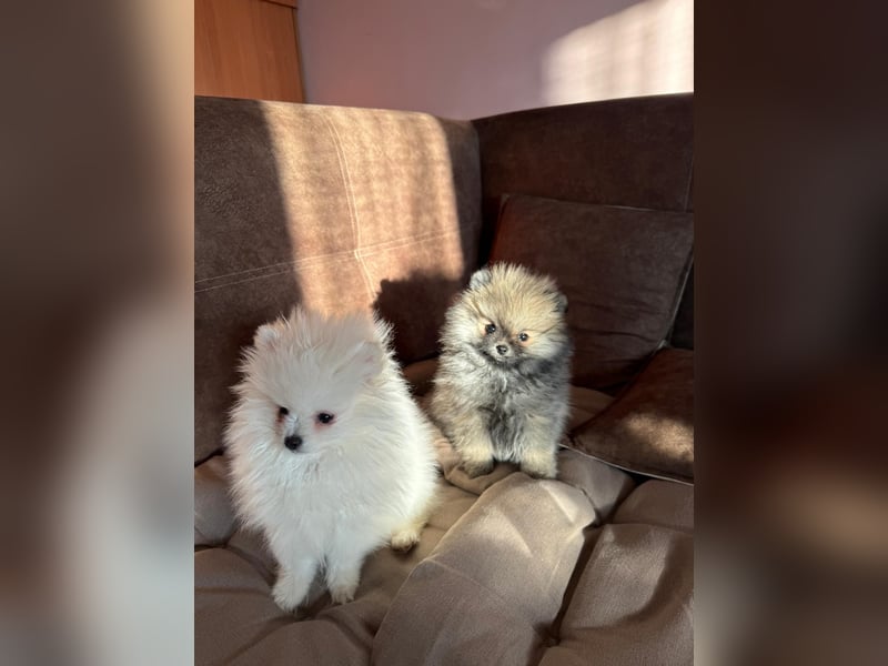 Pomeranian Zwergspitz Welpe