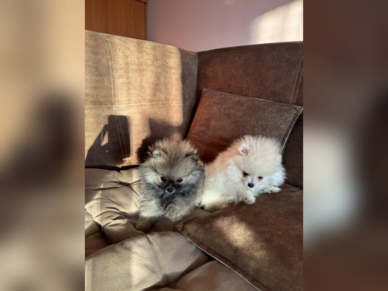 Pomeranian Zwergspitz Welpe