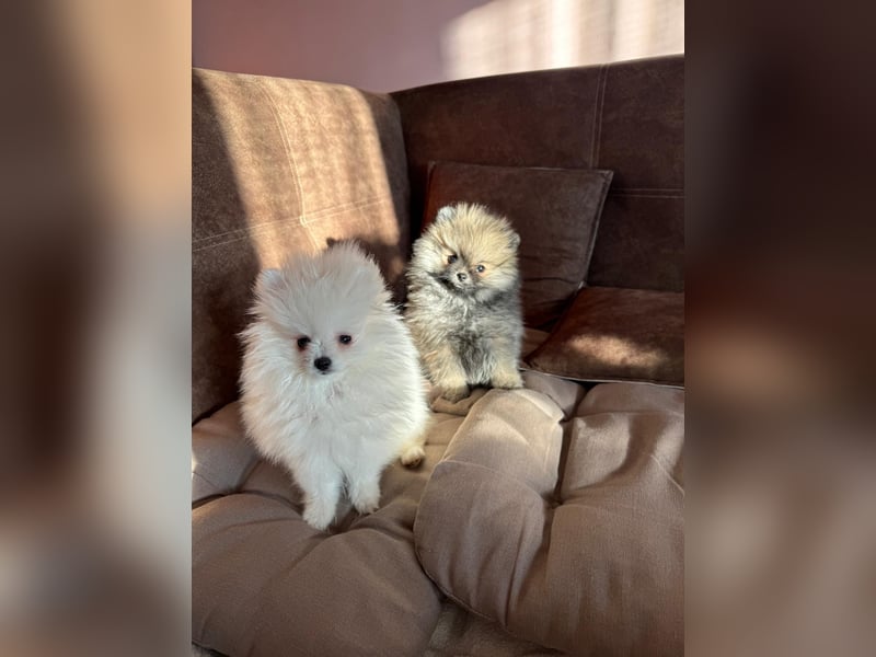 Pomeranian Zwergspitz Welpe