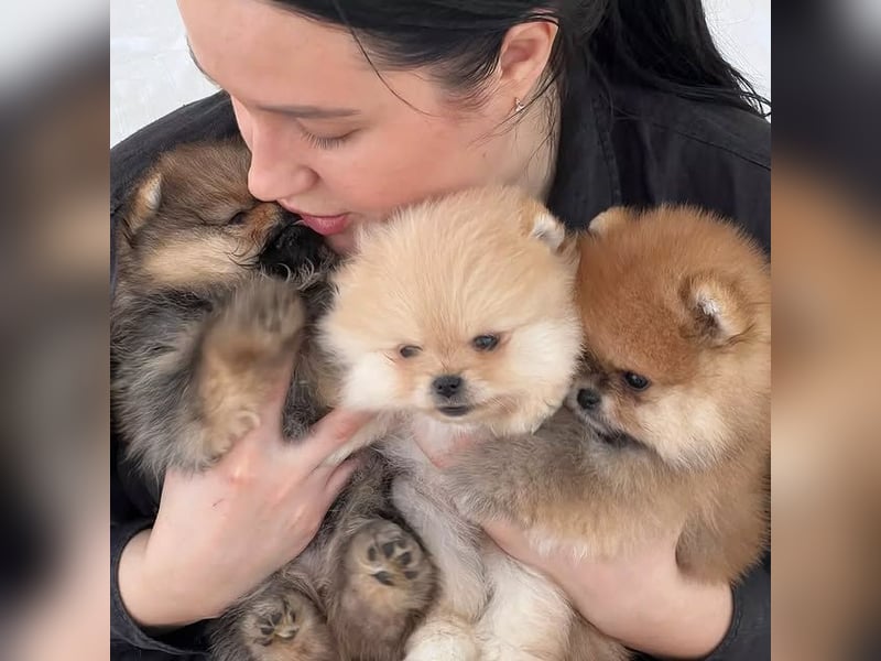 Pomeranian-Welpen abzugeben