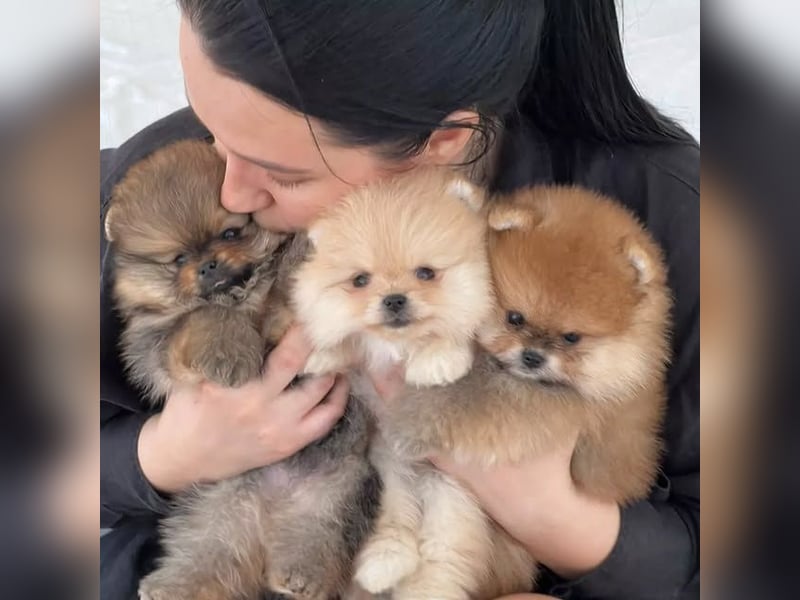 Pomeranian-Welpen abzugeben