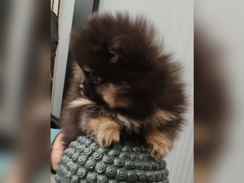 Zuckersüße Pomeranian Zwergspitz Hündin aus Hobbyzucht seid 2008