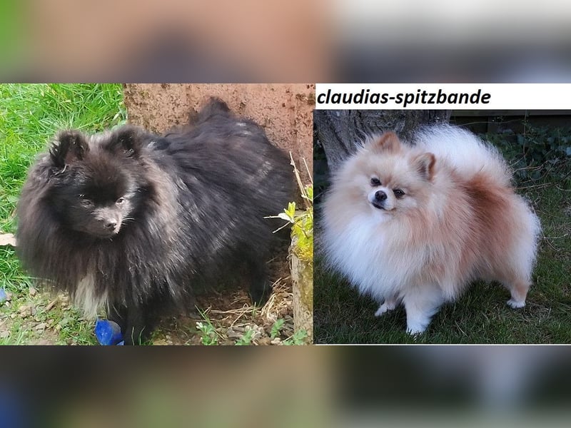 Zuckersüße Pomeranian Zwergspitz Hündin aus Hobbyzucht seid 2008