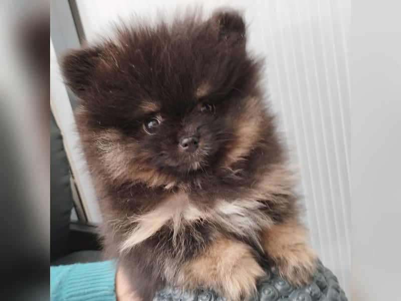 Zuckersüße Pomeranian Zwergspitz Hündin aus Hobbyzucht seid 2008