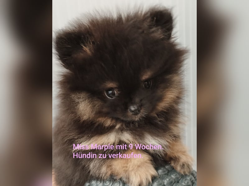 Zuckersüße Pomeranian Zwergspitz Hündin aus Hobbyzucht seid 2008