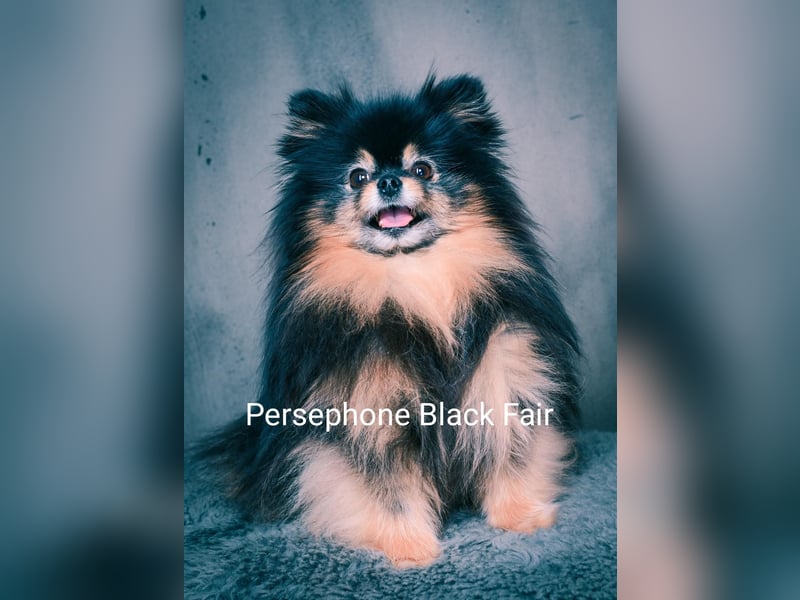 Zuckersüße Pomeranian Zwergspitz Hündin aus Hobbyzucht seid 2008