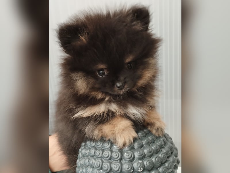 Zuckersüße Pomeranian Zwergspitz Hündin aus Hobbyzucht seid 2008