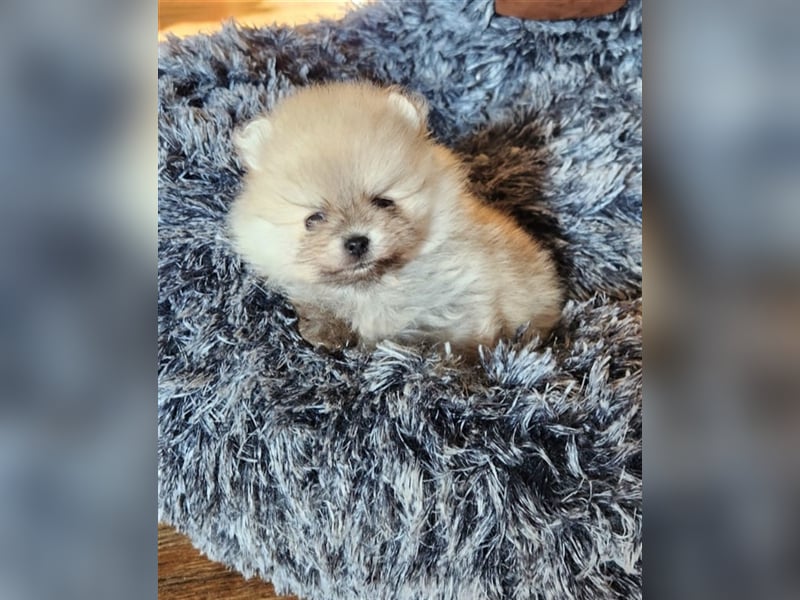 Wunderschöne Pomeranian Welpen