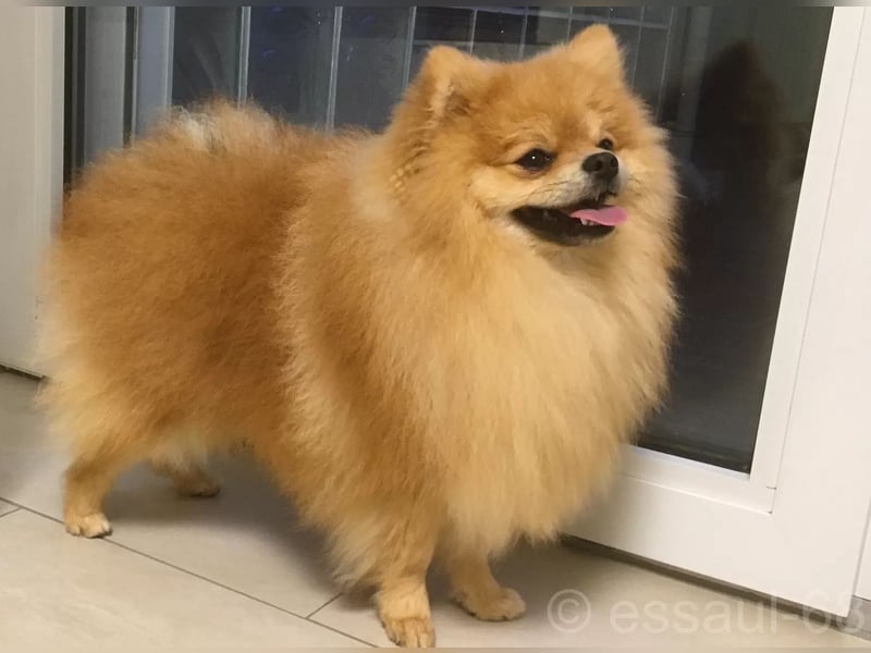 Pomeranian Kleinspitz Welpen