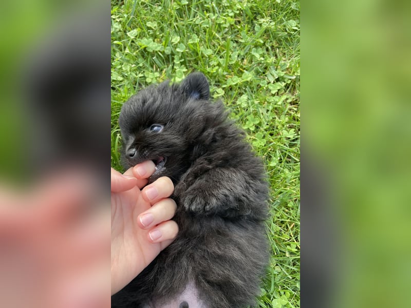 Pomeranian Kleinspitz Welpen