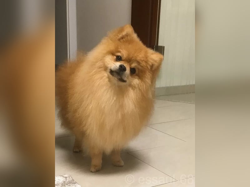 Pomeranian Kleinspitz Welpen