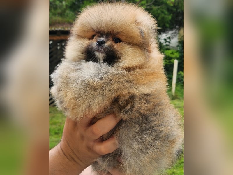 Pomeranian Boo Zwergspitz