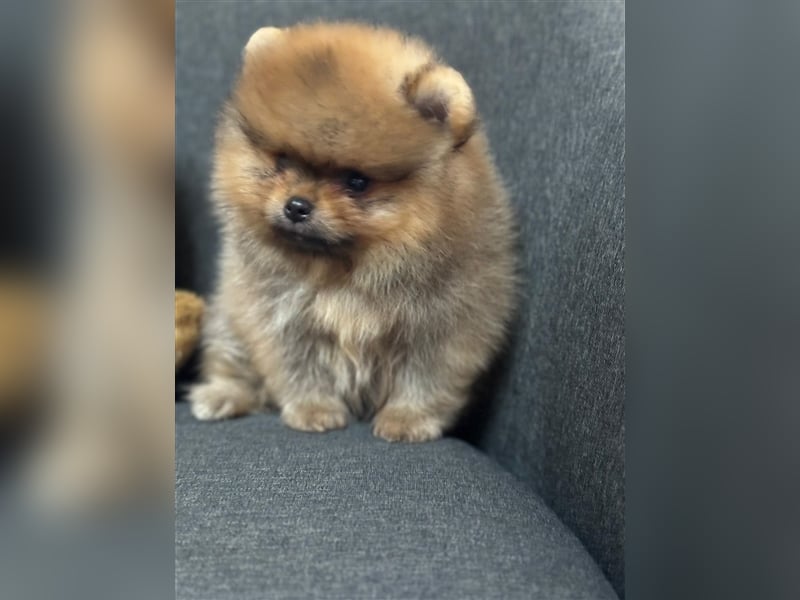 Pomeranian Boo Zwergspitz