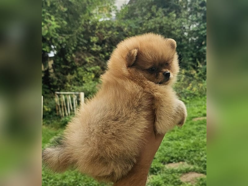 Pomeranian Boo Zwergspitz