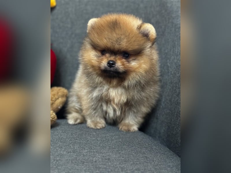 Pomeranian Boo Zwergspitz