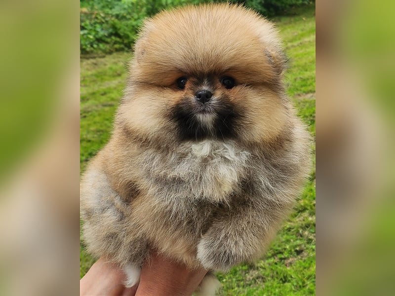 Pomeranian Boo Zwergspitz