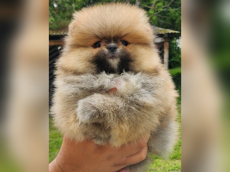 Pomeranian Boo Zwergspitz