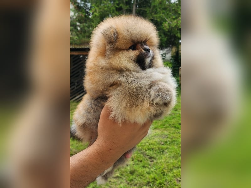 Pomeranian Boo Zwergspitz