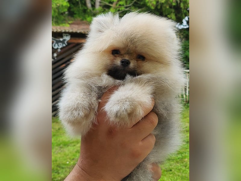 Pomeranian Boo Zwergspitz