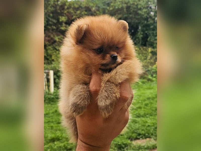 Pomeranian Boo Zwergspitz