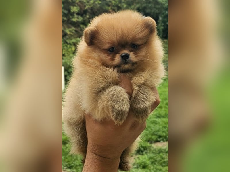 Pomeranian Boo Zwergspitz