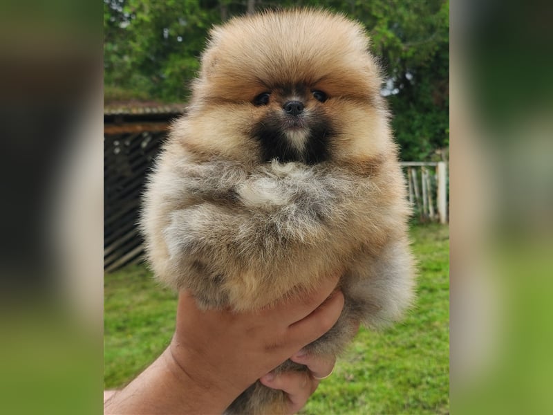 Pomeranian Boo Zwergspitz