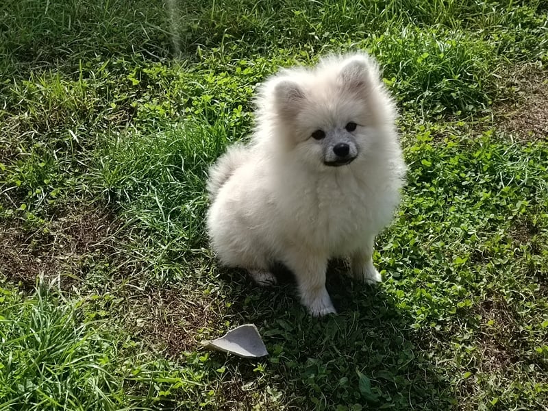 Pomeranian