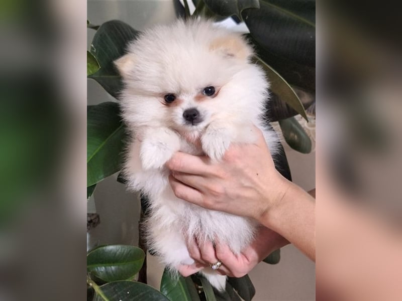 Pomeranian