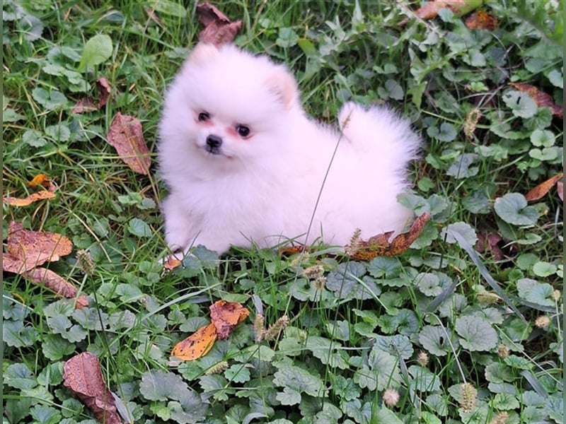 Pomeranian