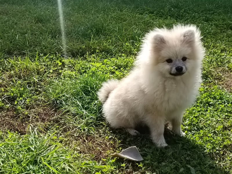 Pomeranian