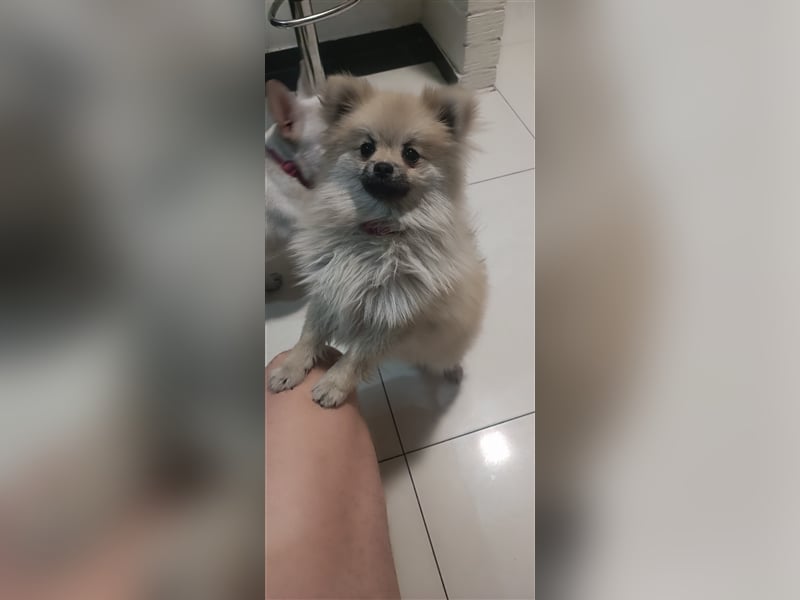 Pomeranian