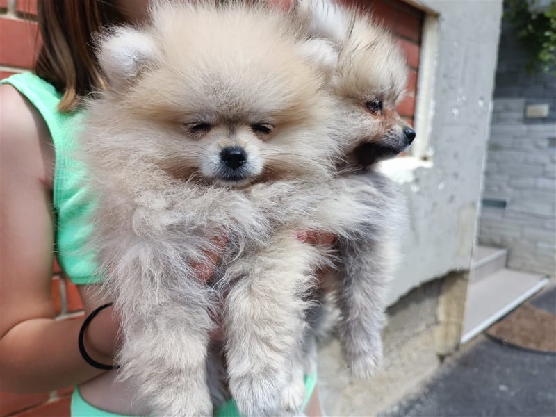 Pomeranian