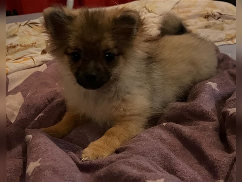 Pommeranian / Pomeranian Weibchen