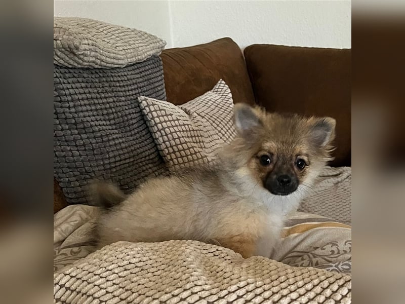 Pommeranian / Pomeranian Weibchen