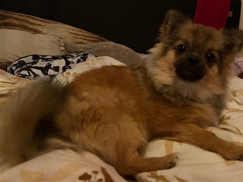 Pommeranian / Pomeranian Weibchen