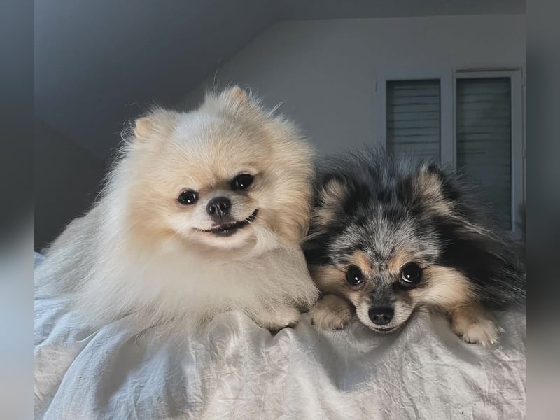 Wurfankündigung reinrassige Pomeranian Zwergspitz Welpen