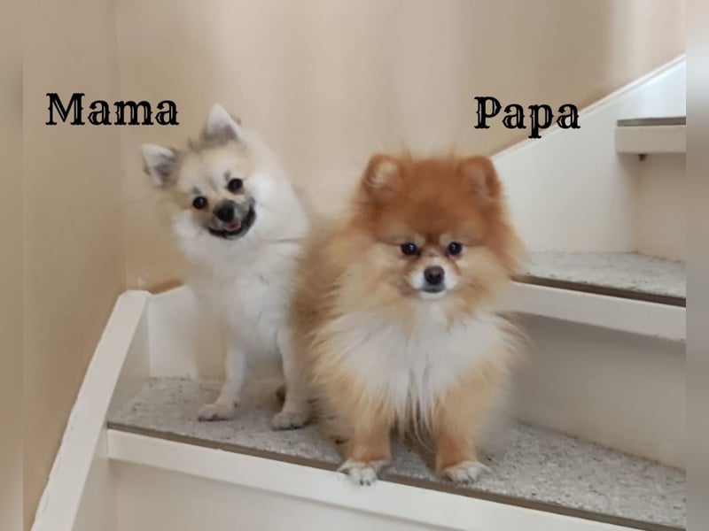 zuckersüße Pomeranianwelpe