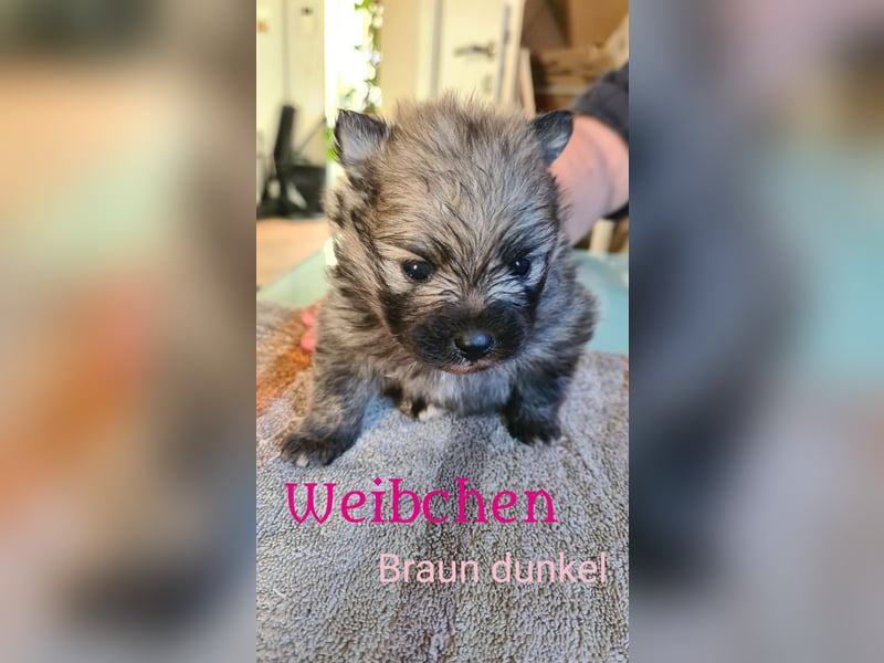 zuckersüße Pomeranianwelpe