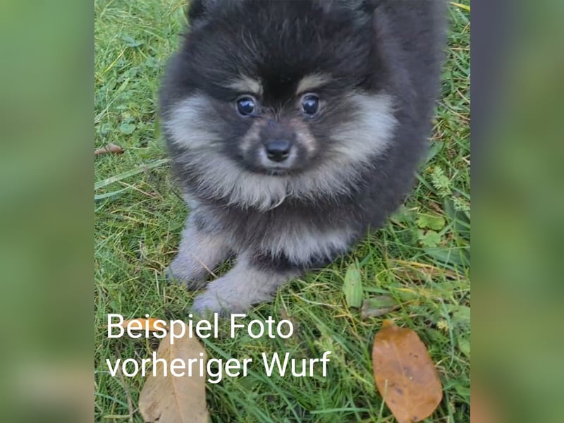 zuckersüße Pomeranianwelpe