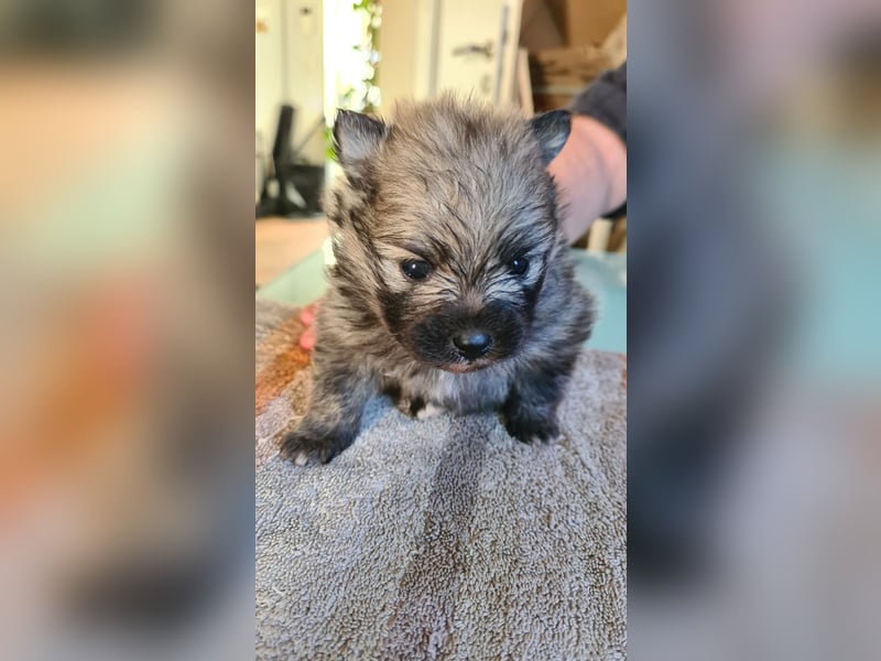 zuckersüße Pomeranianwelpe