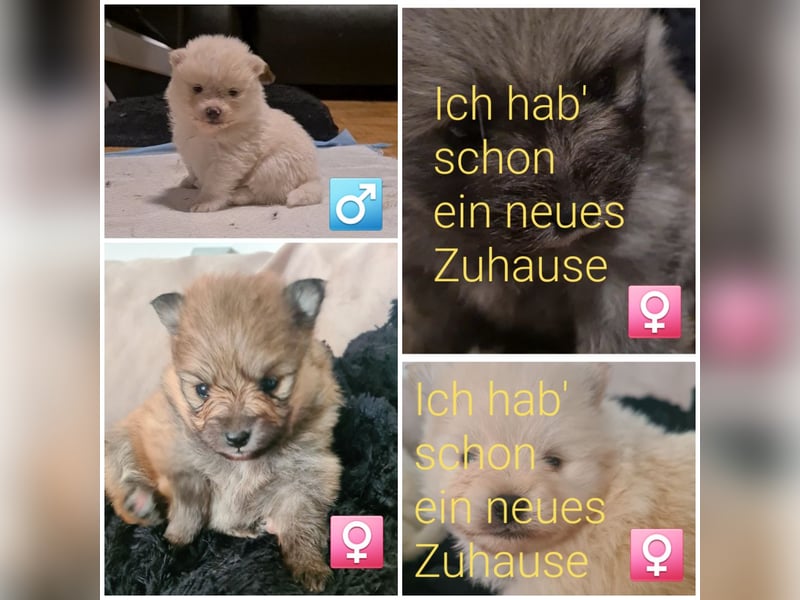 zuckersüße Pomeranianwelpe