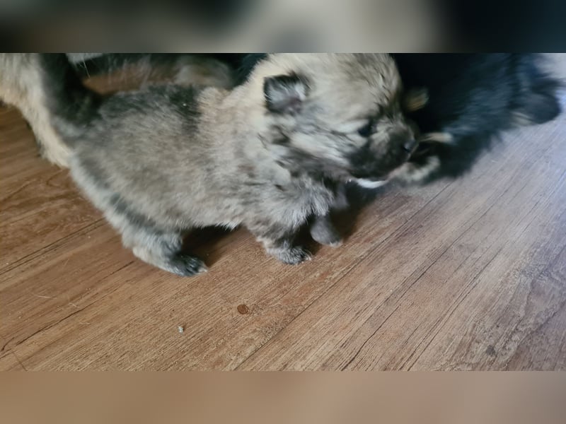 zuckersüße Pomeranianwelpe