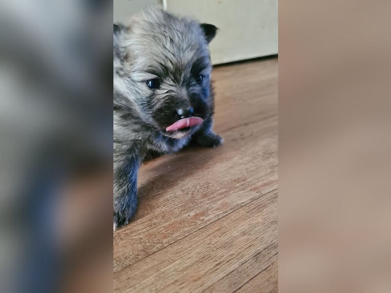 zuckersüße Pomeranianwelpe